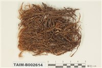 藏品(錦葉苔屬)的圖片